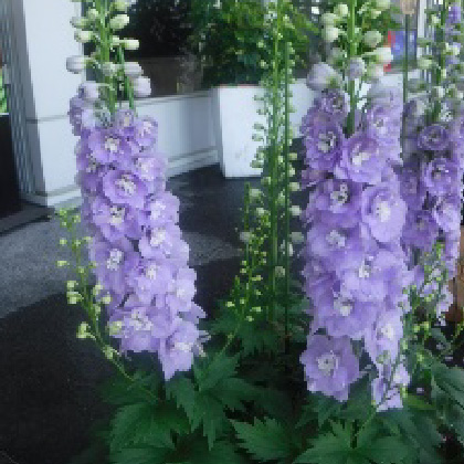 デルフィニウム