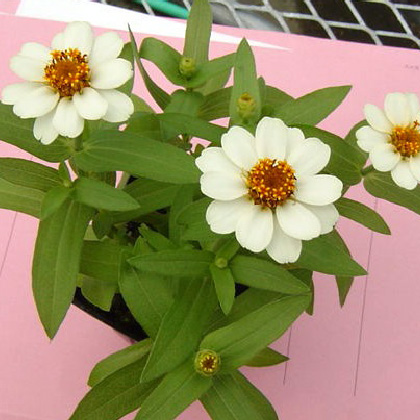 ヒャクニチソウ