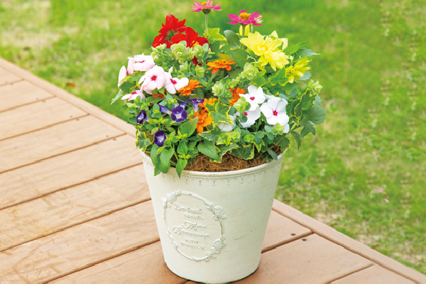 元気になる寄せ植え